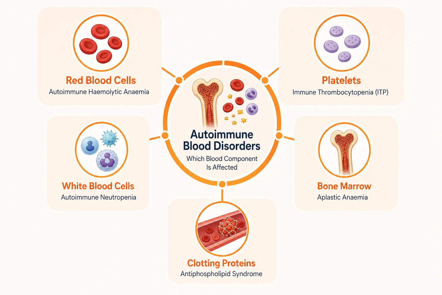 Infographic showing five autoimmune blood disorders grouped by the blood component each affects: red blood cells (autoimmune haemolytic anaemia), platelets (ITP), white blood cells (autoimmune neutropenia), bone marrow (aplastic anaemia), and clotting proteins (antiphospholipid syndrome)